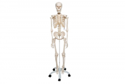 Model szkieletu człowieka standard - 3B Smart Anatomy kat.1020171 A10